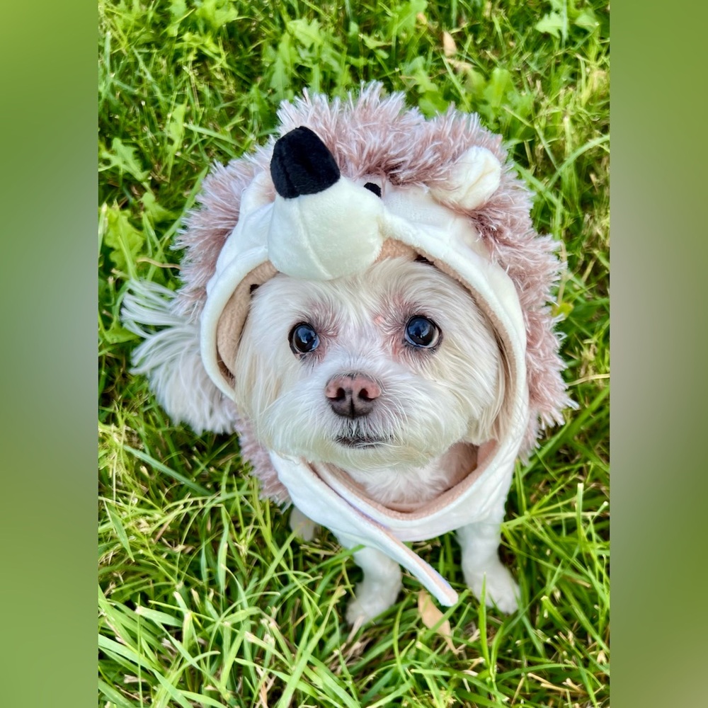 Porcupine Dog Costume - size small